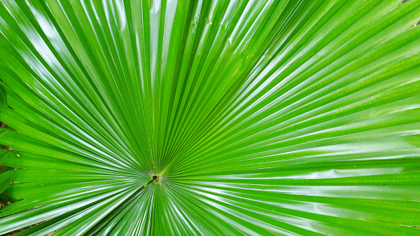 Saw Palmetto: Uses, Benefits & Side Effects