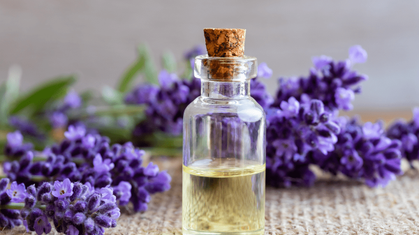 Lavender oil: Uses and Benefits