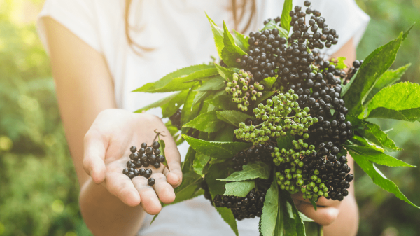 Elderberry: Health Benefits and Uses