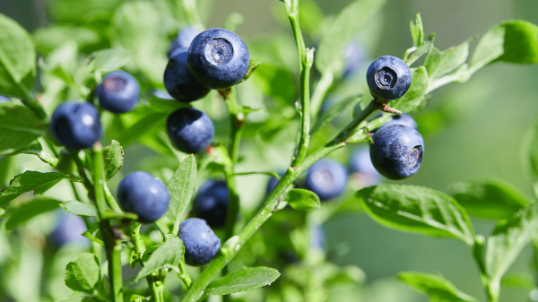 Bilberry: Health Benefits and Uses