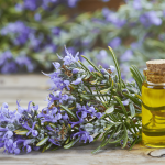 Rosemary oil: Uses and Benefits