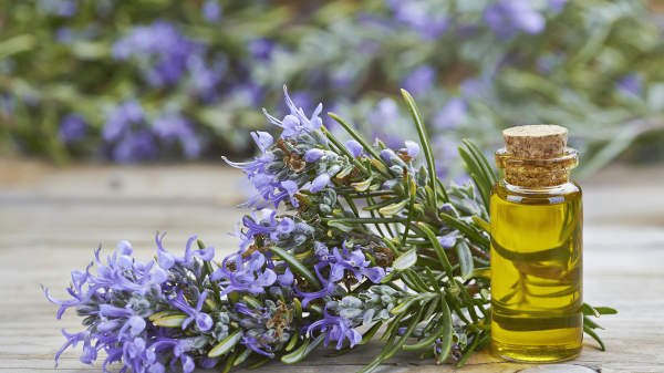Rosemary oil: Uses and Benefits